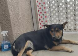 Lost Male Dog last seen Jerrys Mkt and Liquor Store, Thousand Palms, CA 92276