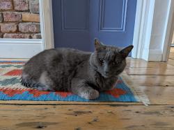 Reunited Male Cat last seen Central Avenue, Levenshulme, England 
