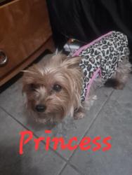 Lost Female Dog last seen Main St. y Anderson St., Stockton, CA 95205