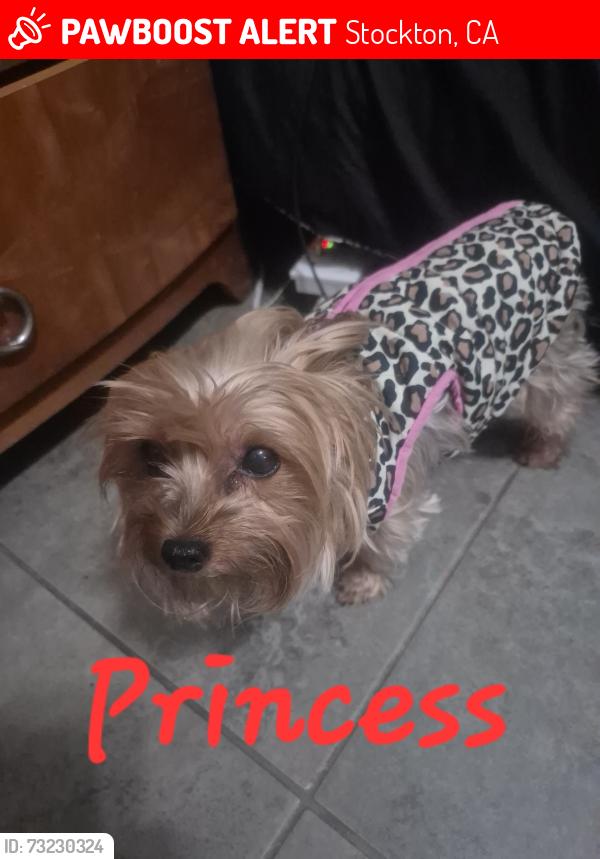Lost Female Dog last seen Main St. y Anderson St., Stockton, CA 95205