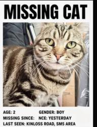Lost Male Cat last seen Near kinloss road rose hill, Greater London, England SM5 1BH