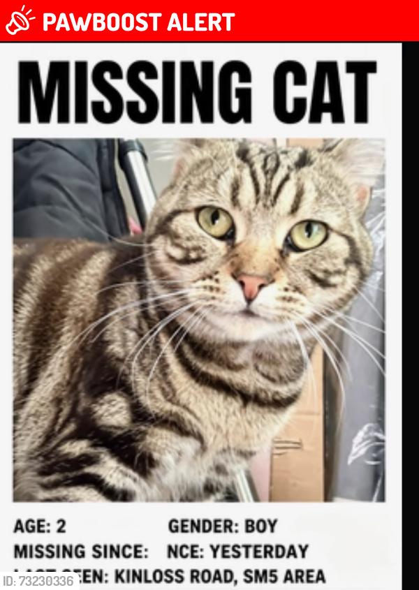 Lost Male Cat last seen Near kinloss road rose hill, Greater London, England SM5 1BH