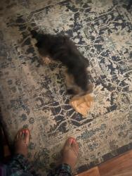 Found/Stray Male Dog last seen Hudson court, Montgomery, AL 36109