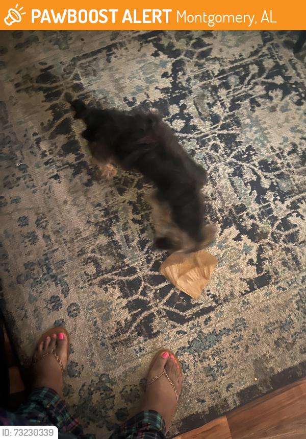 Found/Stray Male Dog last seen Hudson court, Montgomery, AL 36109
