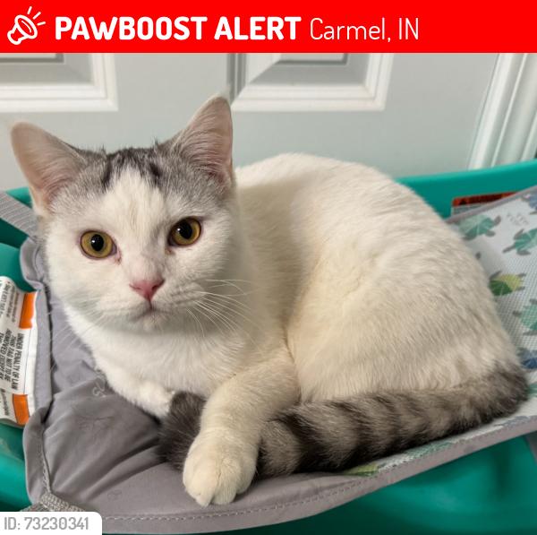 Lost Male Cat last seen 126th and Hazel Dell, Carmel, IN 46033