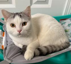 Lost Male Cat last seen 126th and Hazel Dell, Carmel, IN 46033