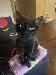Lost Male Cat last seen Near Deering Drive, Fort Worth, TX 76114