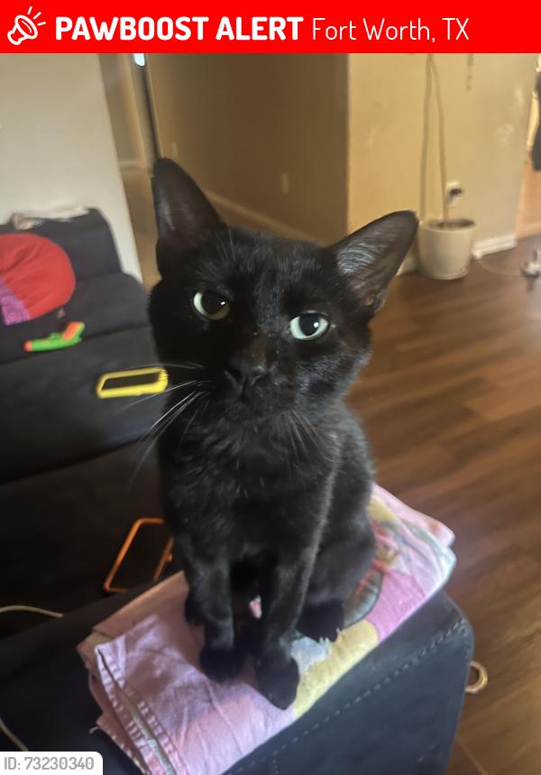 Lost Male Cat last seen Near Deering Drive, Fort Worth, TX 76114