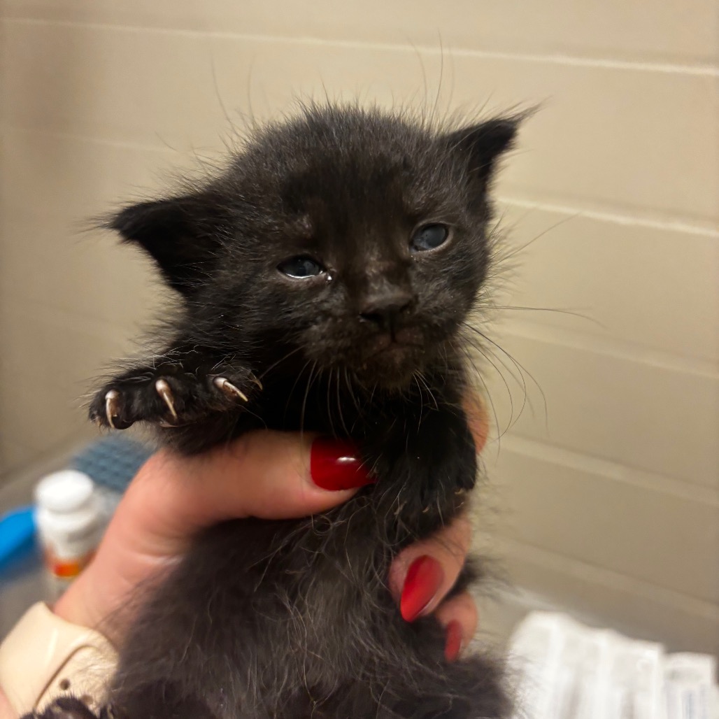 Shelter Stray Female Cat last seen , 54687 Co Rd 19, Bristol, IN 46507, USA