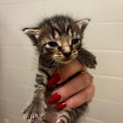 Shelter Stray Male Cat last seen , 54687 Co Rd 19, Bristol, IN 46507, USA