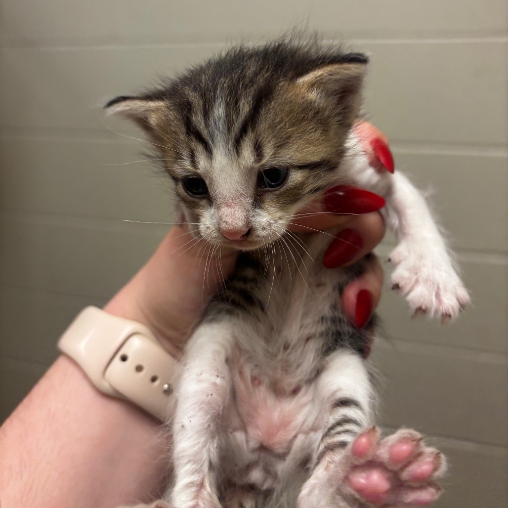 Shelter Stray Female Cat last seen , 54687 Co Rd 19, Bristol, IN 46507, USA