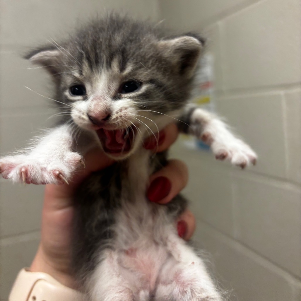 Shelter Stray Female Cat last seen , 54687 Co Rd 19, Bristol, IN 46507, USA