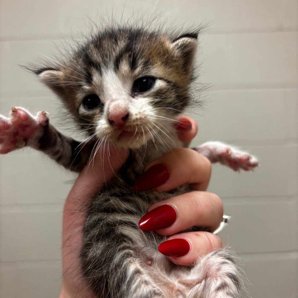 Shelter Stray Male Cat last seen , 54687 Co Rd 19, Bristol, IN 46507, USA