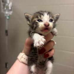 Shelter Stray Male Cat last seen , 54687 Co Rd 19, Bristol, IN 46507, USA