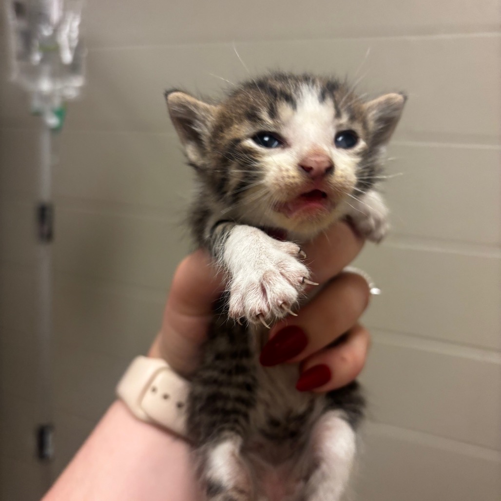 Shelter Stray Male Cat last seen , 54687 Co Rd 19, Bristol, IN 46507, USA