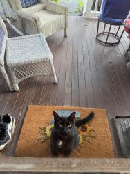 Reunited Unknown Cat last seen Lincoln Avenue, former Marion Community hosp, Carbondale, PA 18407