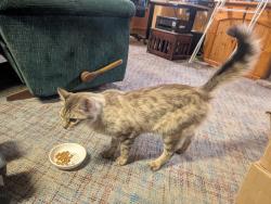 Found/Stray Female Cat last seen S Black Car Rd. and Kuna Rd., Kuna, ID 83634