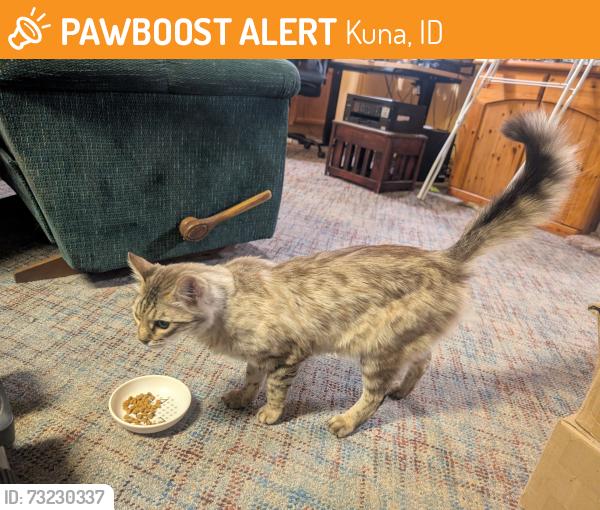 Found/Stray Female Cat last seen S Black Car Rd. and Kuna Rd., Kuna, ID 83634