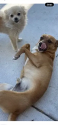 Reunited Female Dog last seen Foothill blvd., Oakland, CA 94606