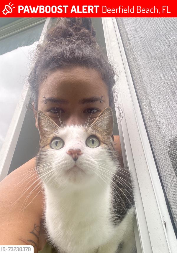 Lost Male Cat last seen In the nearby neighborhood, Deerfield Beach, FL 33441