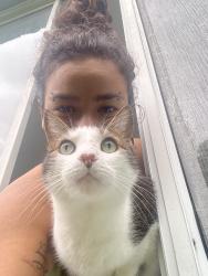 Lost Male Cat last seen In the nearby neighborhood, Deerfield Beach, FL 33441
