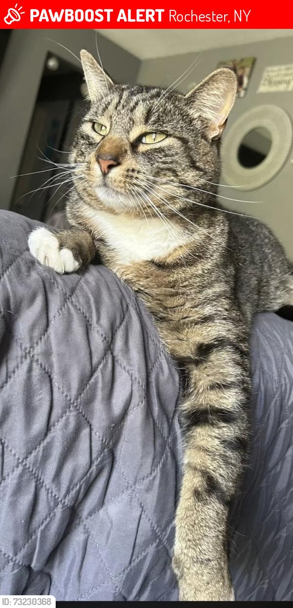 Lost Male Cat last seen Armstrong rd/ denise area, Rochester, NY 14616