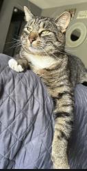 Lost Male Cat last seen Armstrong rd/ denise area, Rochester, NY 14616