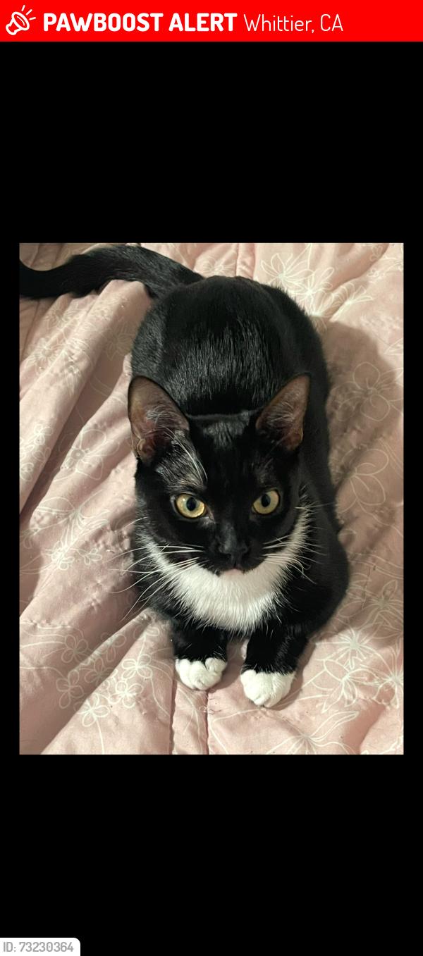 Lost Female Cat last seen Broadway, Whittier, CA 90606