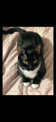 Lost Female Cat last seen Broadway, Whittier, CA 90606