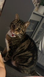 Lost Male Cat last seen Scotsman Drive, Doncaster, South Yorkshire, England DN5