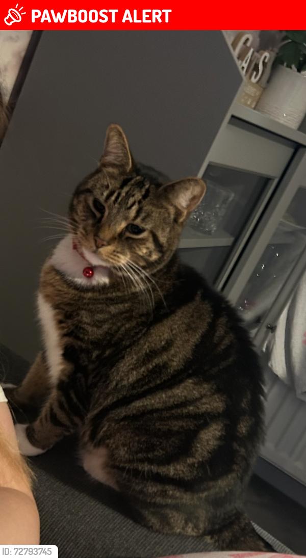 Lost Male Cat last seen Scotsman Drive, Doncaster, South Yorkshire, England DN5