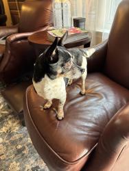 Found/Stray Male Dog last seen Chisholm Park, Hurst, Hurst, TX 76054