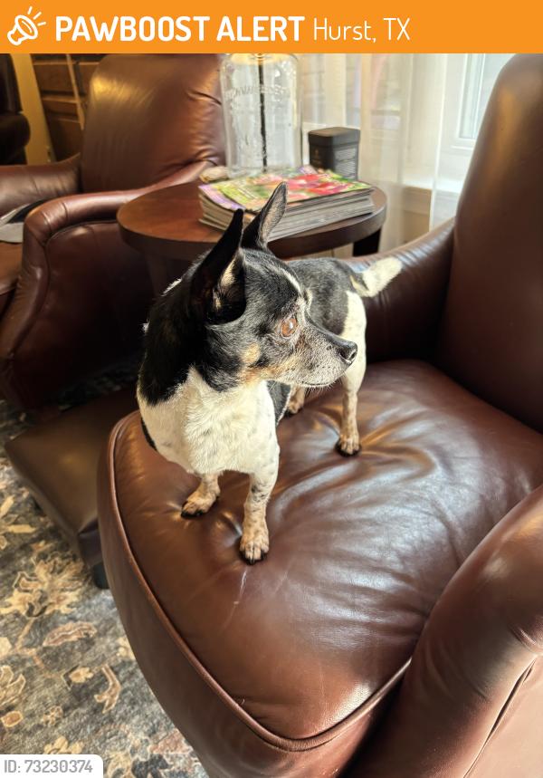 Found/Stray Male Dog last seen Chisholm Park, Hurst, Hurst, TX 76054