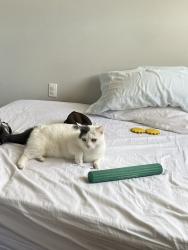 Lost Female Cat last seen Daisy Dallas and Walnut Road, Chattanooga, TN 37343