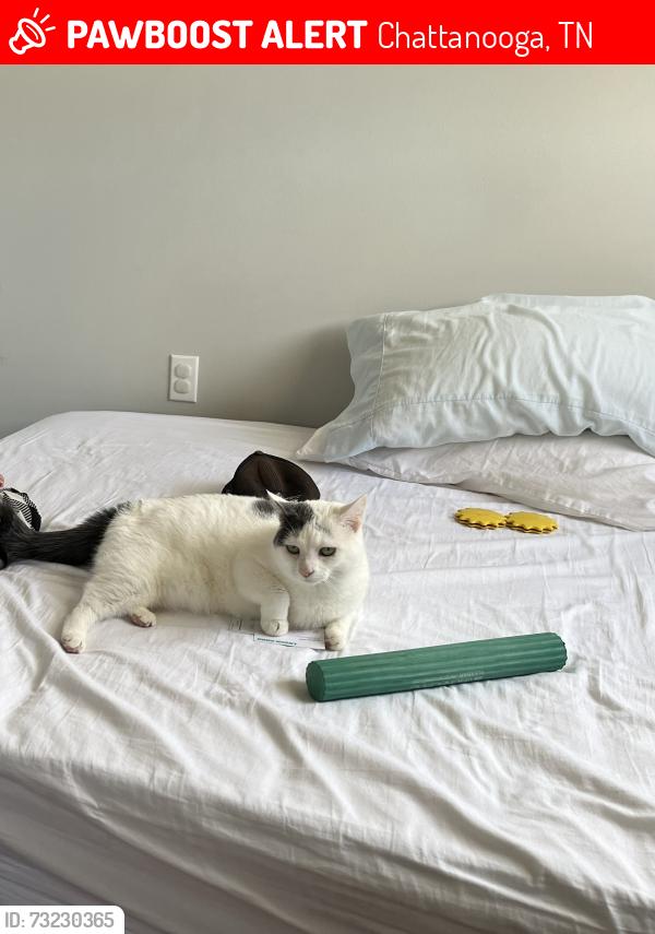 Lost Female Cat last seen Daisy Dallas and Walnut Road, Chattanooga, TN 37343