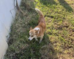 Reunited Male Dog last seen S County Road 810 and Highway 3136, Alvarado, TX 76009