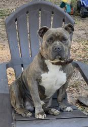 Reunited Male Dog last seen Old Concord Rd, Smyrna, GA 30082