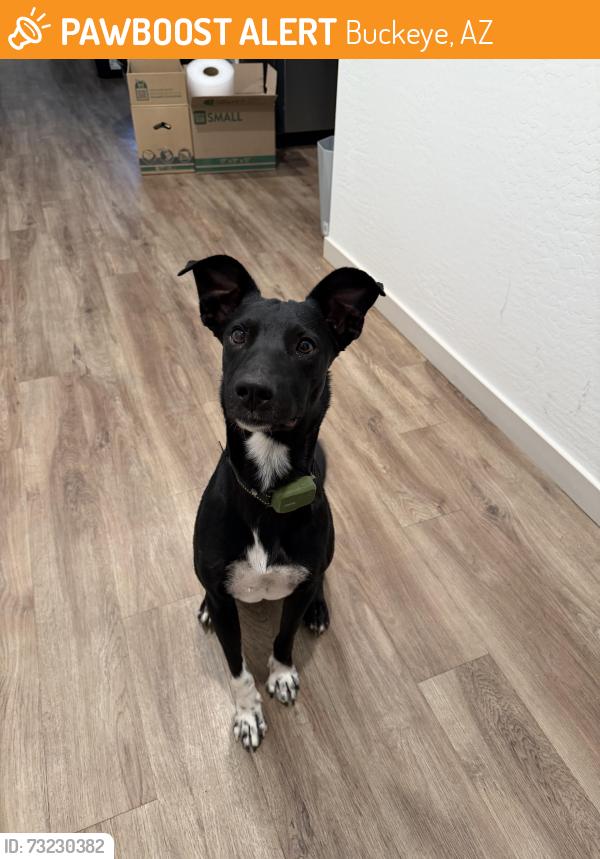 Found/Stray Male Dog last seen W Westpark Loop & S Rooks Rd, Buckeye, AZ 85326