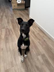 Found/Stray Male Dog last seen W Westpark Loop & S Rooks Rd, Buckeye, AZ 85326