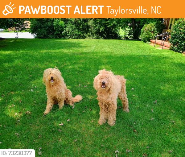 Found/Stray Unknown Dog last seen Little River Church and Kirby Lackey, Taylorsville, NC 28681