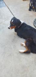 Reunited Female Dog last seen Linwood Place & Magnolia, Riverside, CA 92506