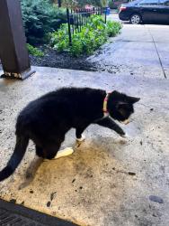 Reunited Unknown Cat last seen Near osage avenue, zip 19104, Philadelphia, PA 19104
