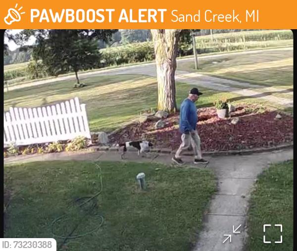 Found/Stray Female Dog last seen Sand creek & mulberry, Sand Creek, MI 49279