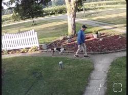 Found/Stray Female Dog last seen Sand creek & mulberry, Sand Creek, MI 49279