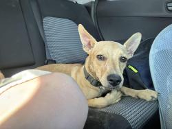 Found/Stray Male Dog last seen Millerton lake, Friant, CA 93626