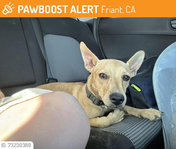 Found/Stray Male Dog last seen Millerton lake, Friant, CA 93626