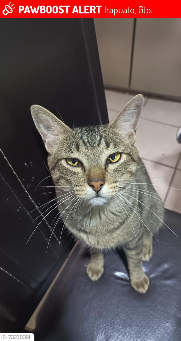 Lost Male Cat last seen Del ciprés, Irapuato, Gto. 