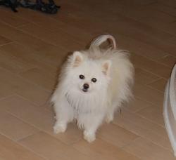 Reunited Female Dog last seen Cumberland Point Drive and Browns Bridge, Gainesville, GA 30504
