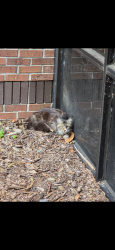 Found/Stray Female Cat last seen In a corner of a building by Sumter hall, Orlando, FL 32816