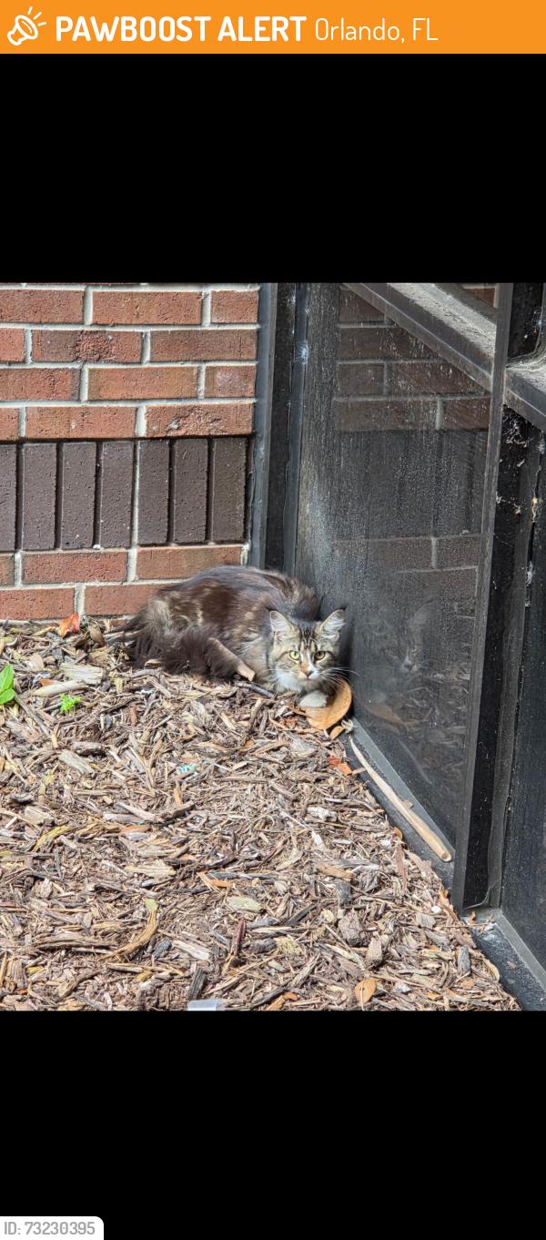 Found/Stray Female Cat last seen In a corner of a building by Sumter hall, Orlando, FL 32816